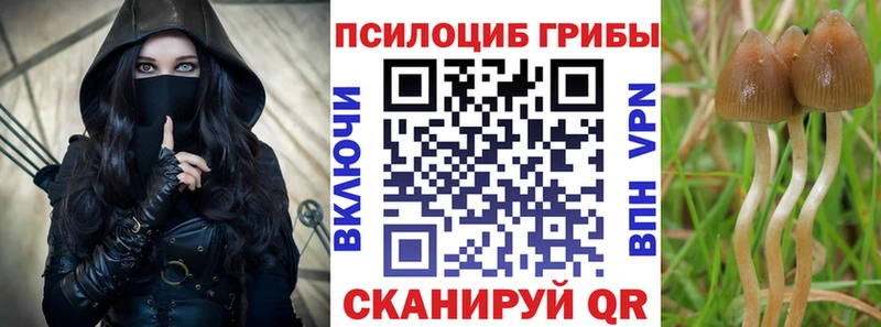 мориарти клад  Курганинск  Псилоцибиновые грибы мицелий 
